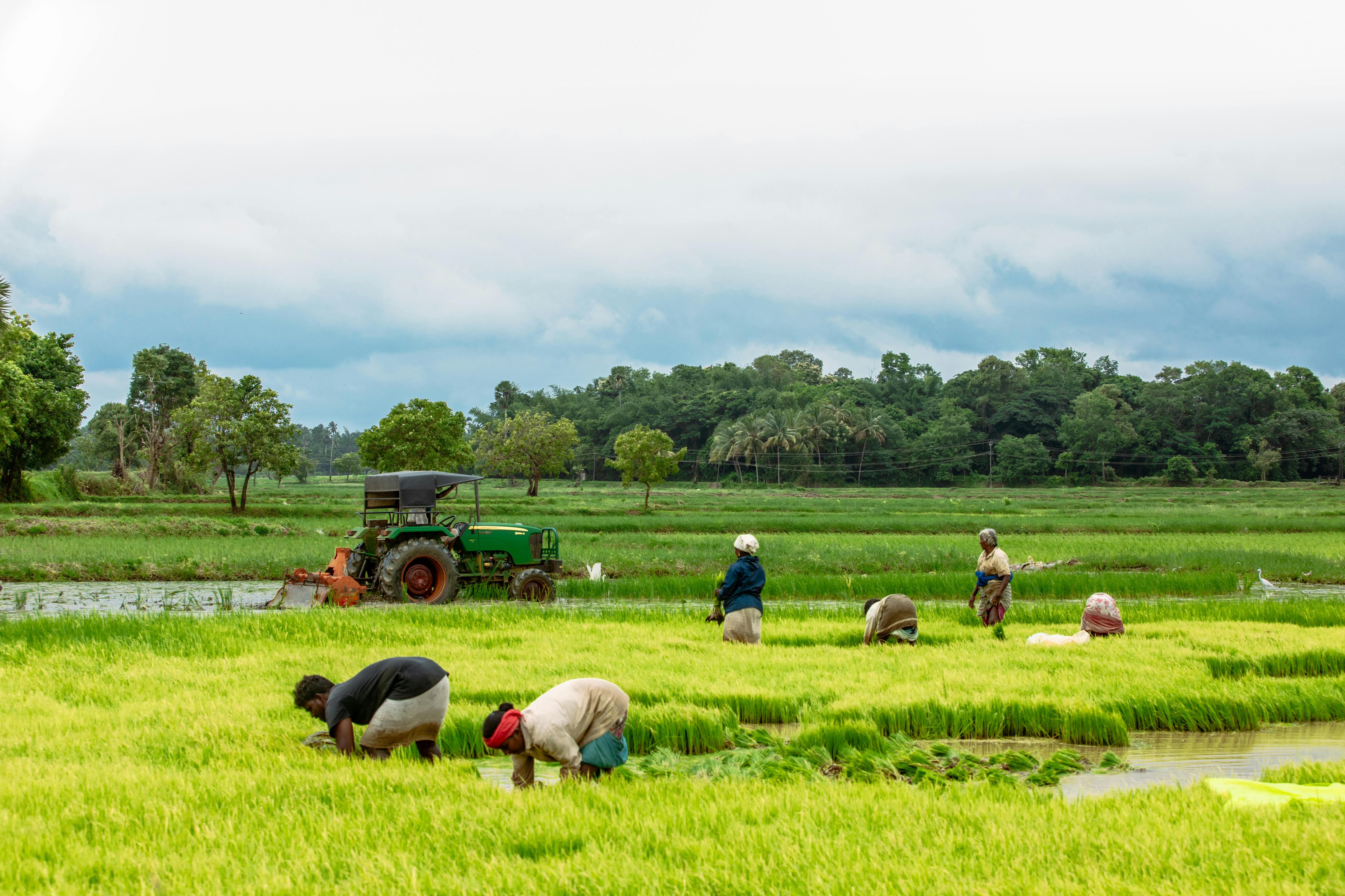 Indian Agricultural Landscape Cultivation representing natural origin