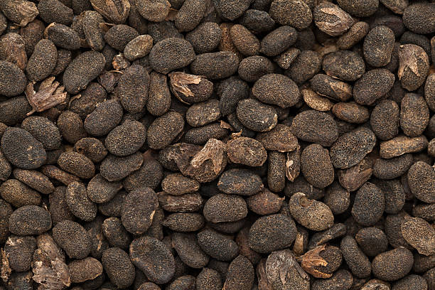 Macro view of authentic dark brown Psoralea corylifolia Babchi Seeds