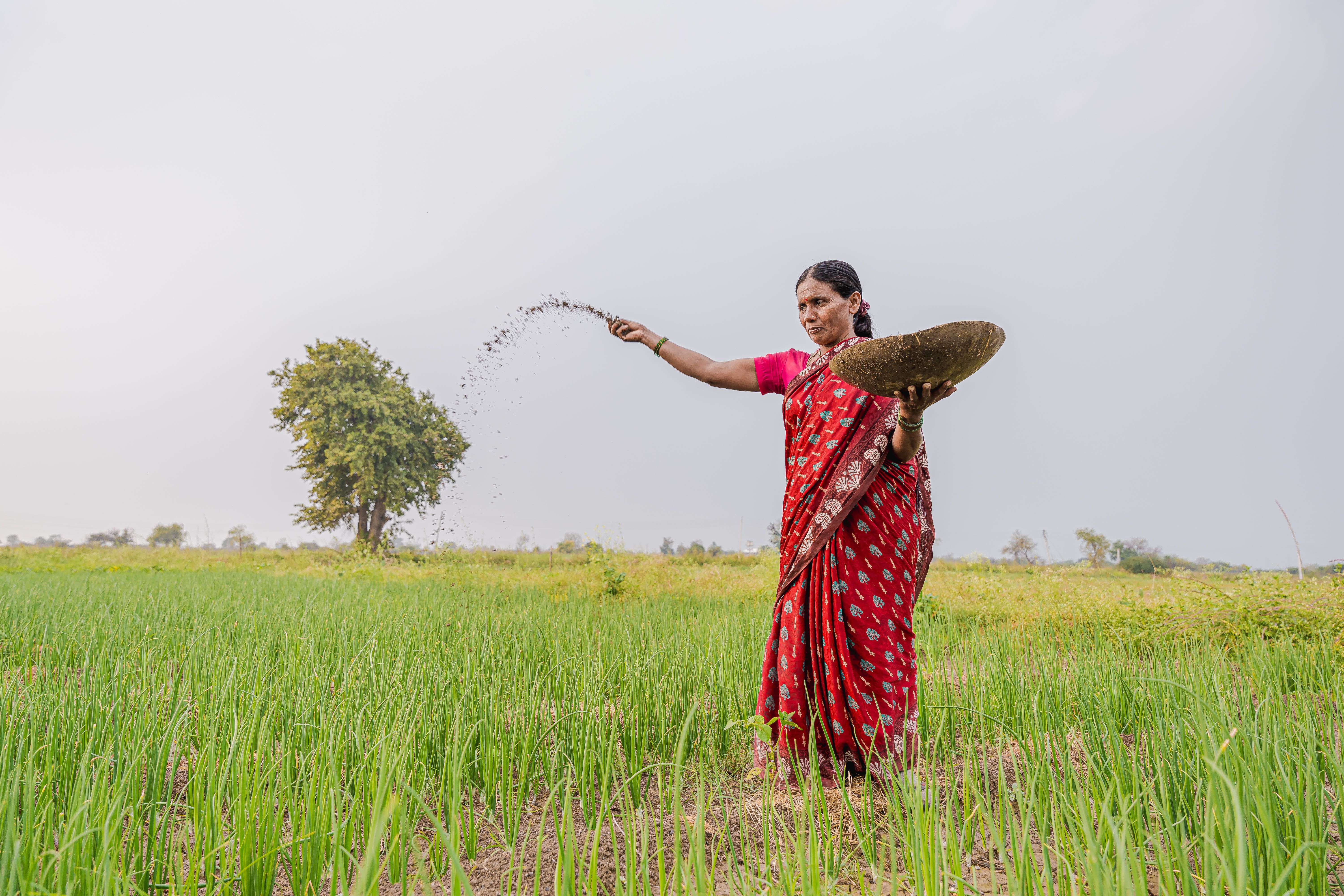 Authentic agricultural operations showing clean traditional sourcing methods