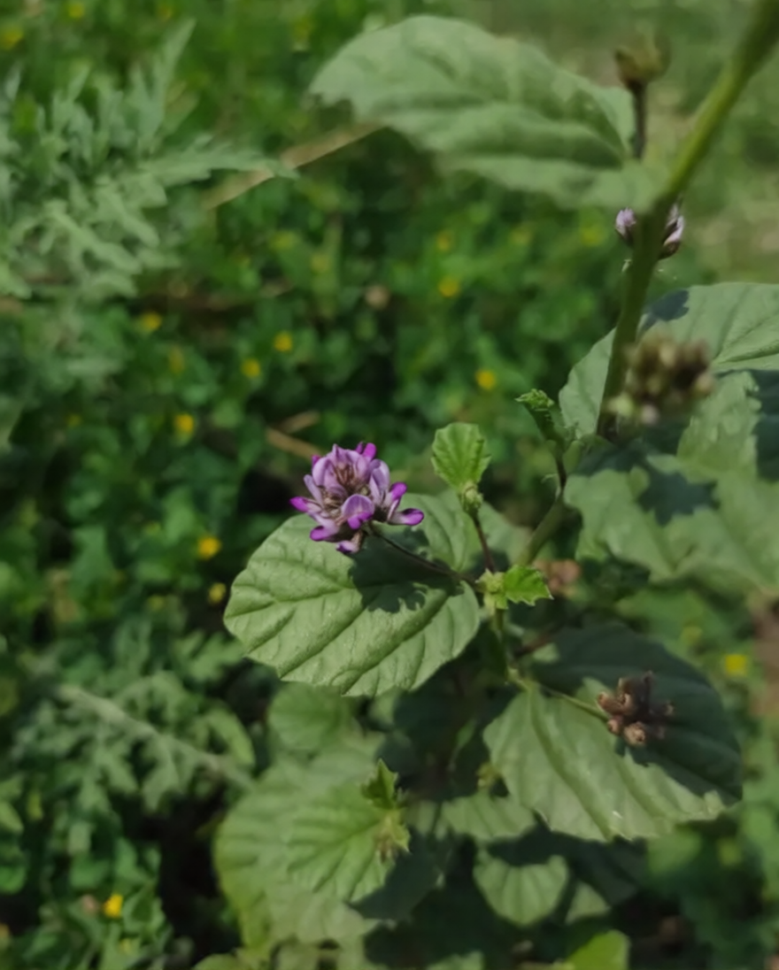 Indian babchi plant