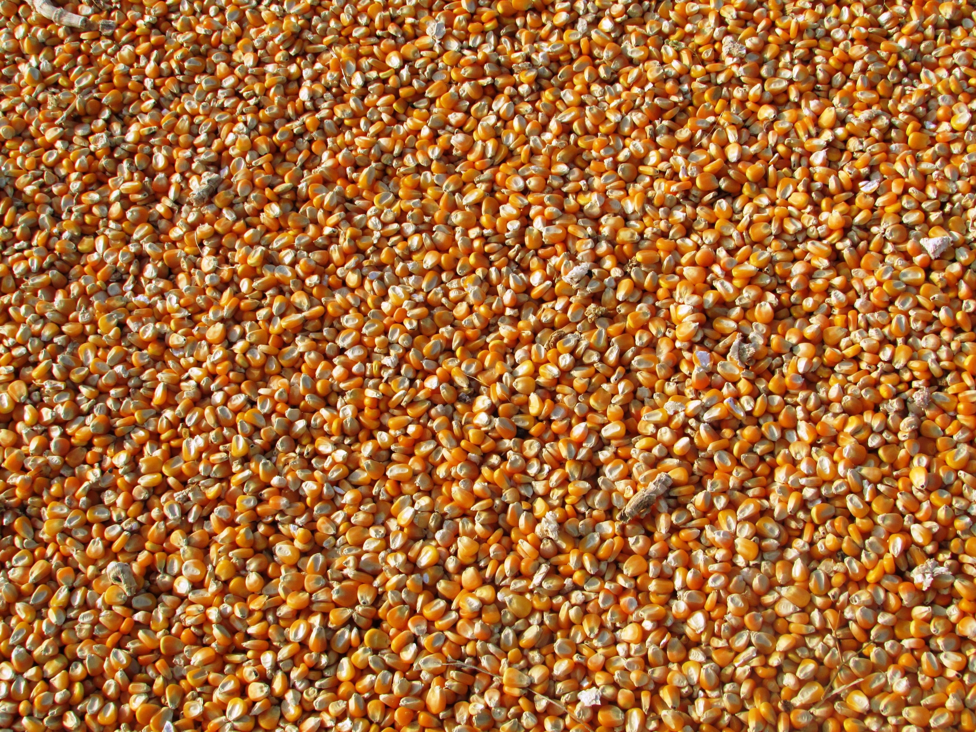 Maize corn ready for export
