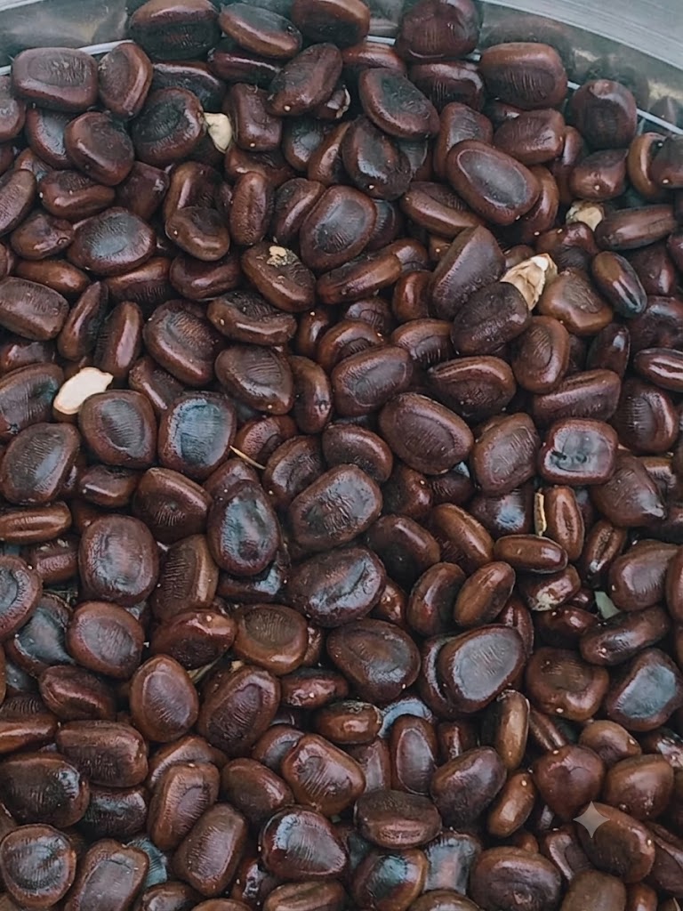 Tamarind seeds ready for export