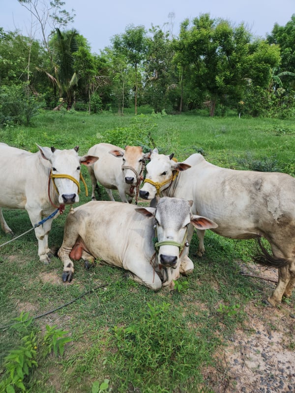 Grazing Cattle