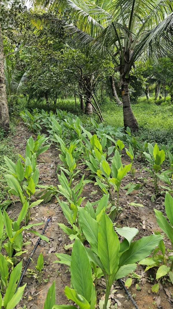 Herb Garden