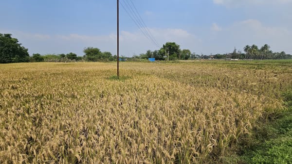 Farm Fields