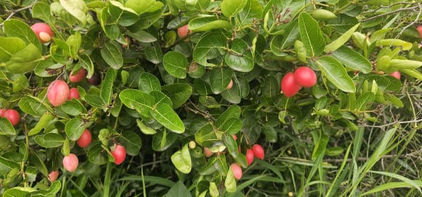 Orchard in Bloom