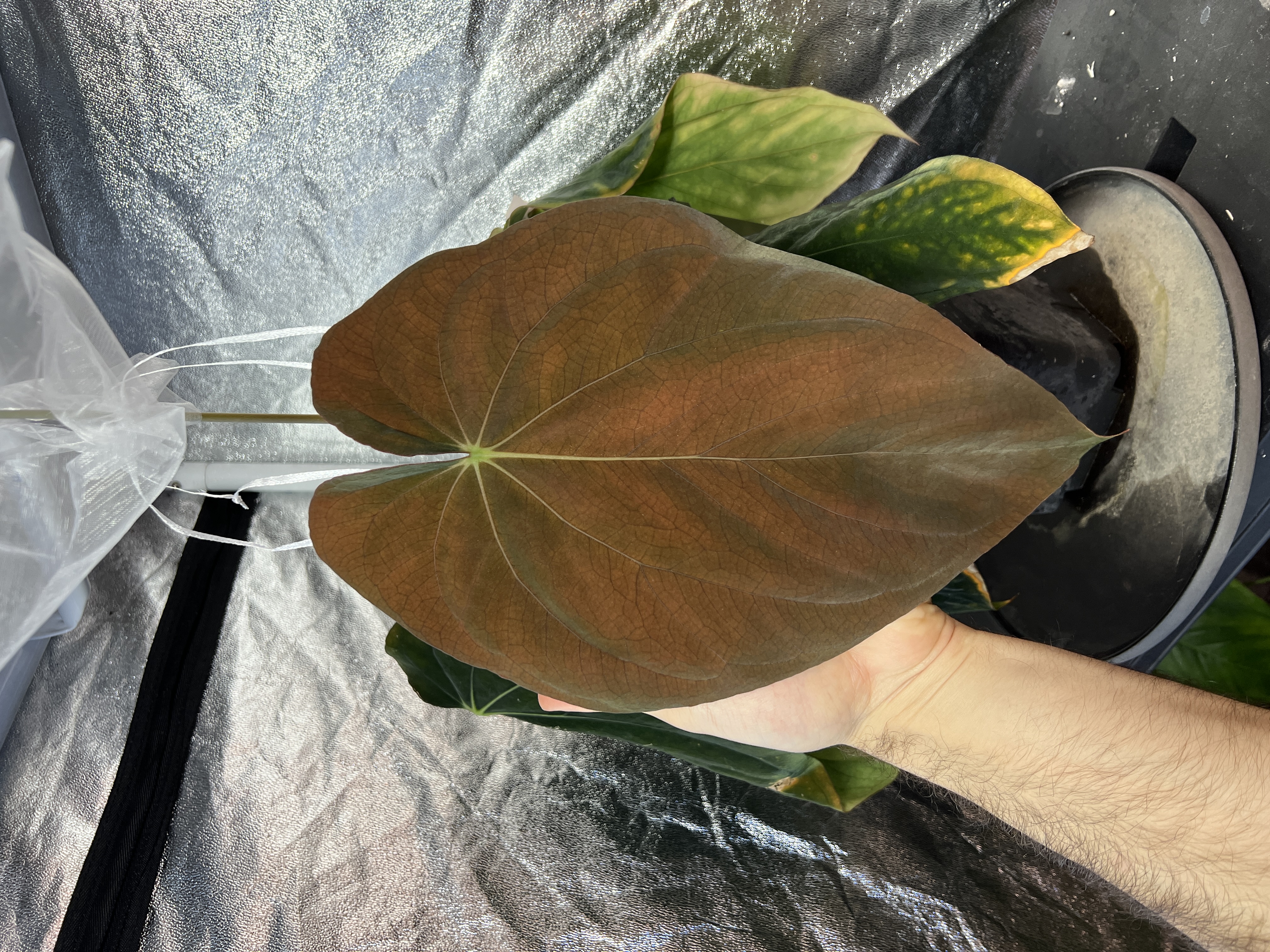 Anthurium cerrocampanense x antolakii "Round x Felix" F2 | Vitruvium