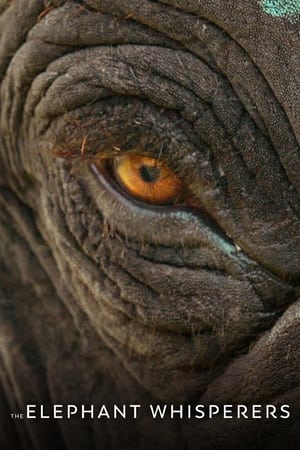 The Elephant Whisperers movie thumbnail