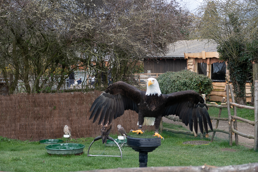 Hobbledown Farm Birds of Prey