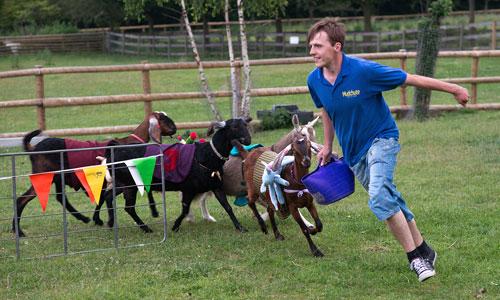 Mudchute Goat Race