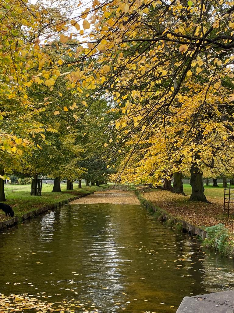 Bushy Park_wiki