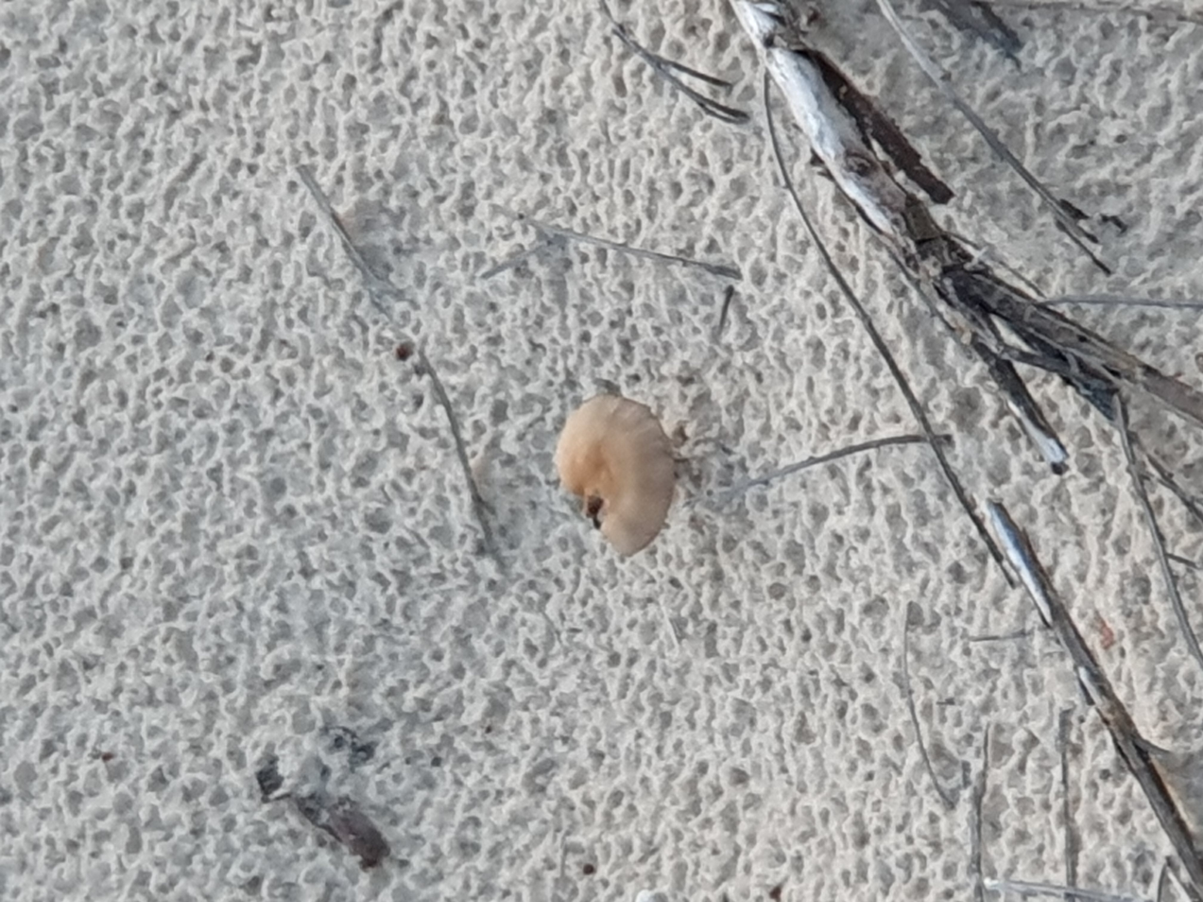 Champignon sur le sable