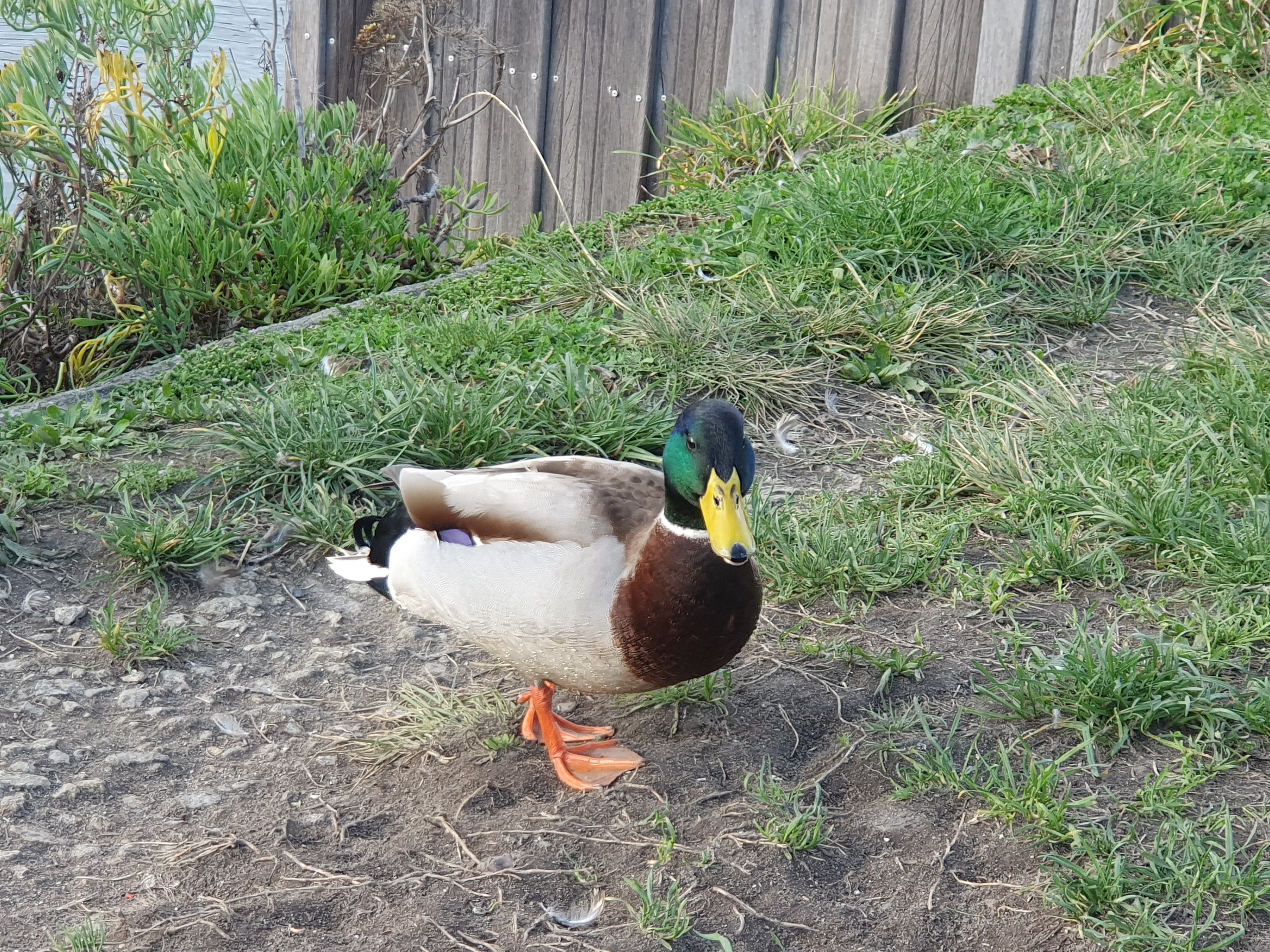 Canard Colvert