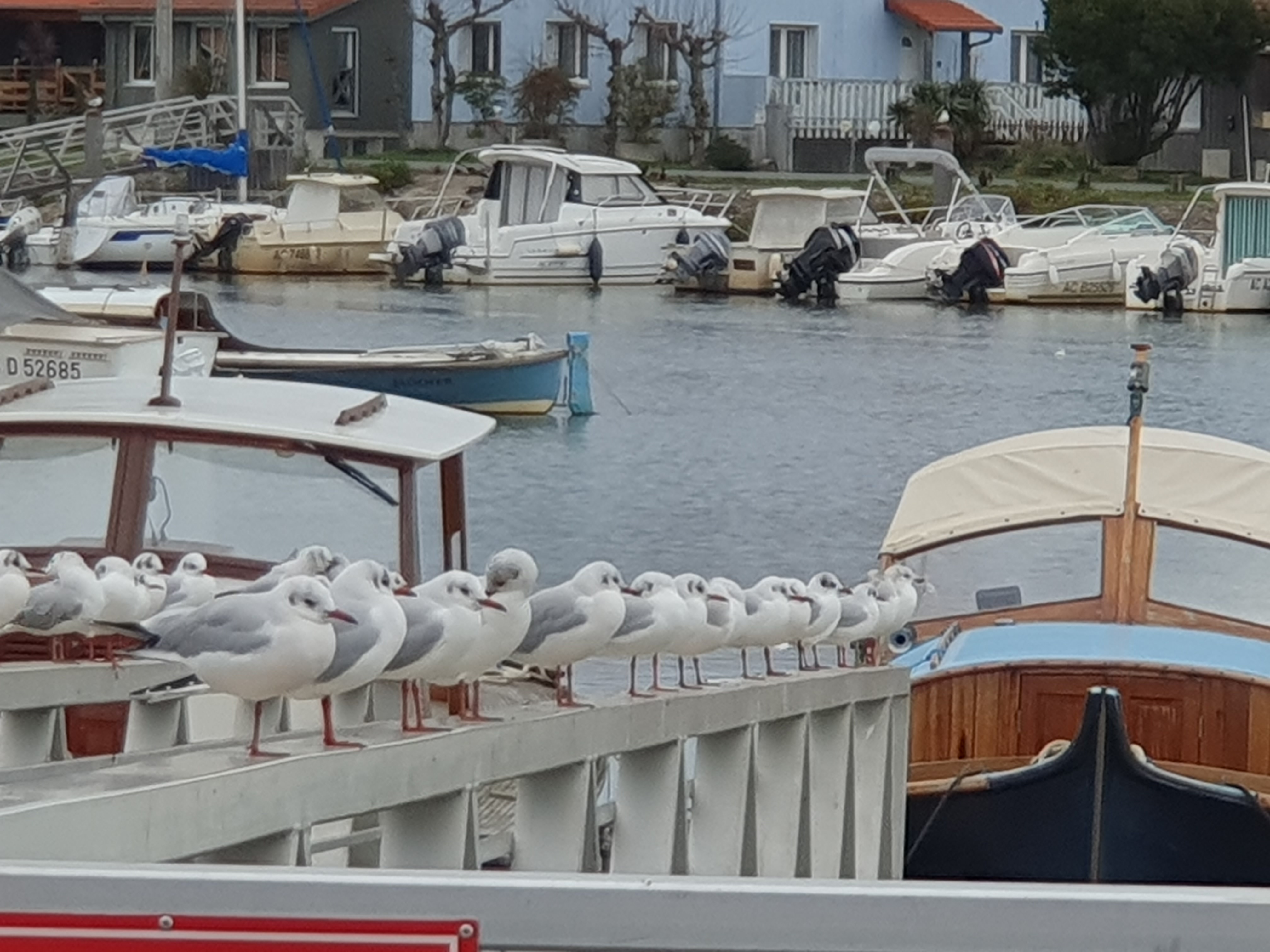 Les mouettes en rang
