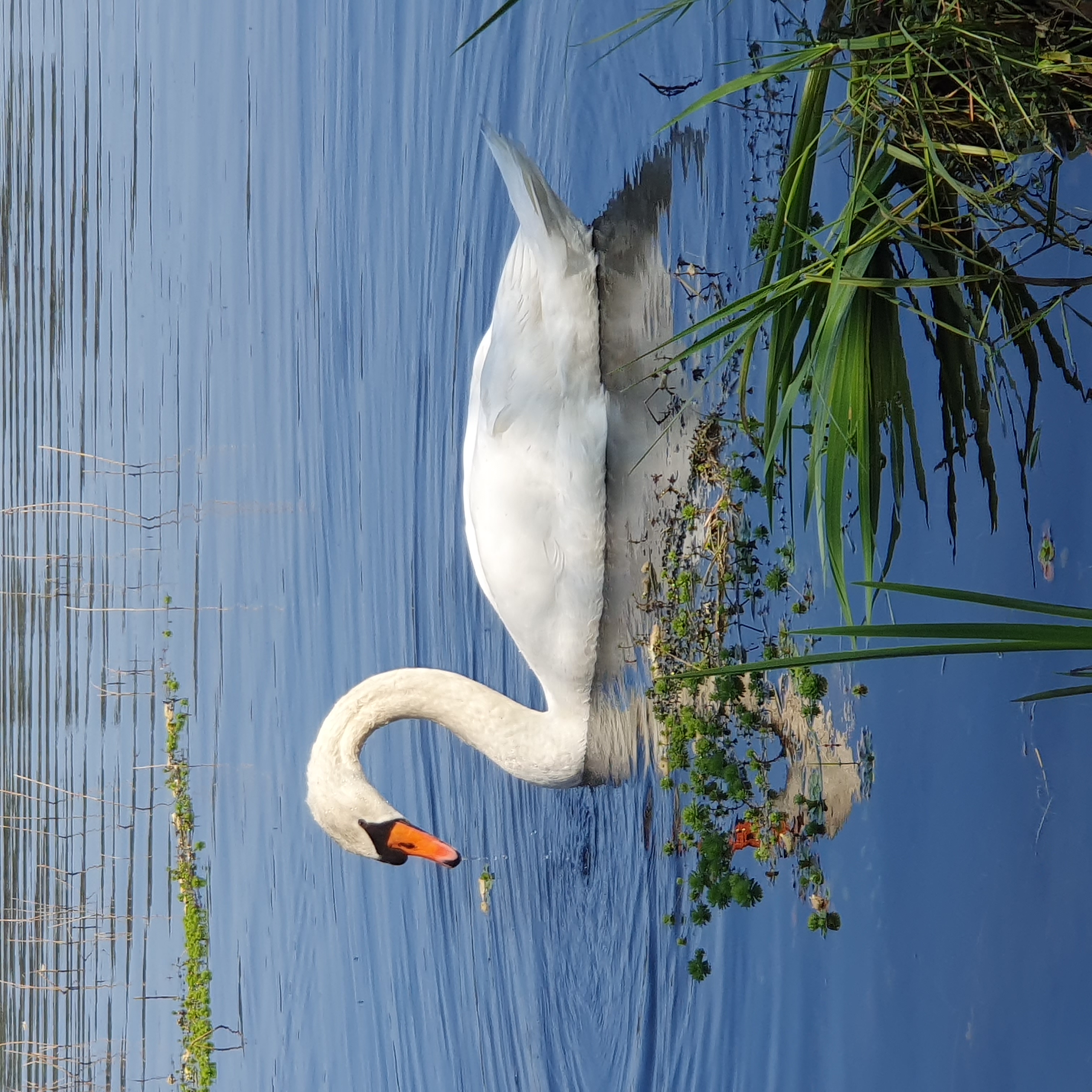 un cygne