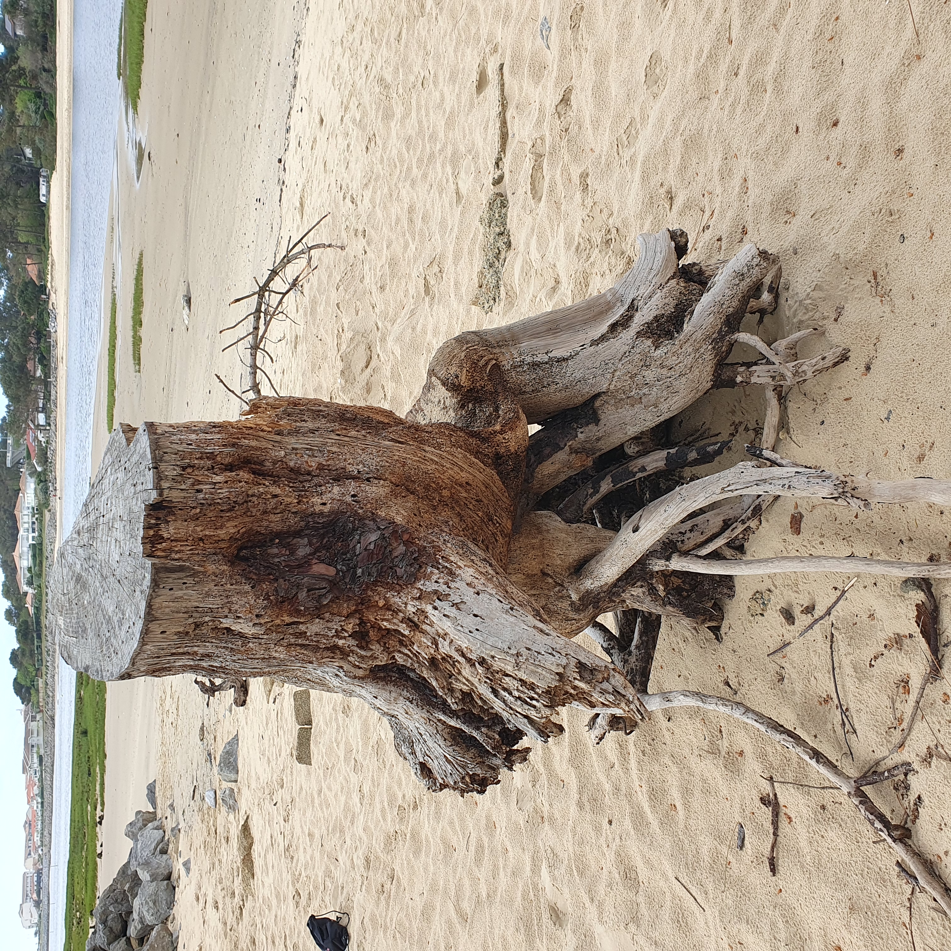 tronc échoué sur le sable