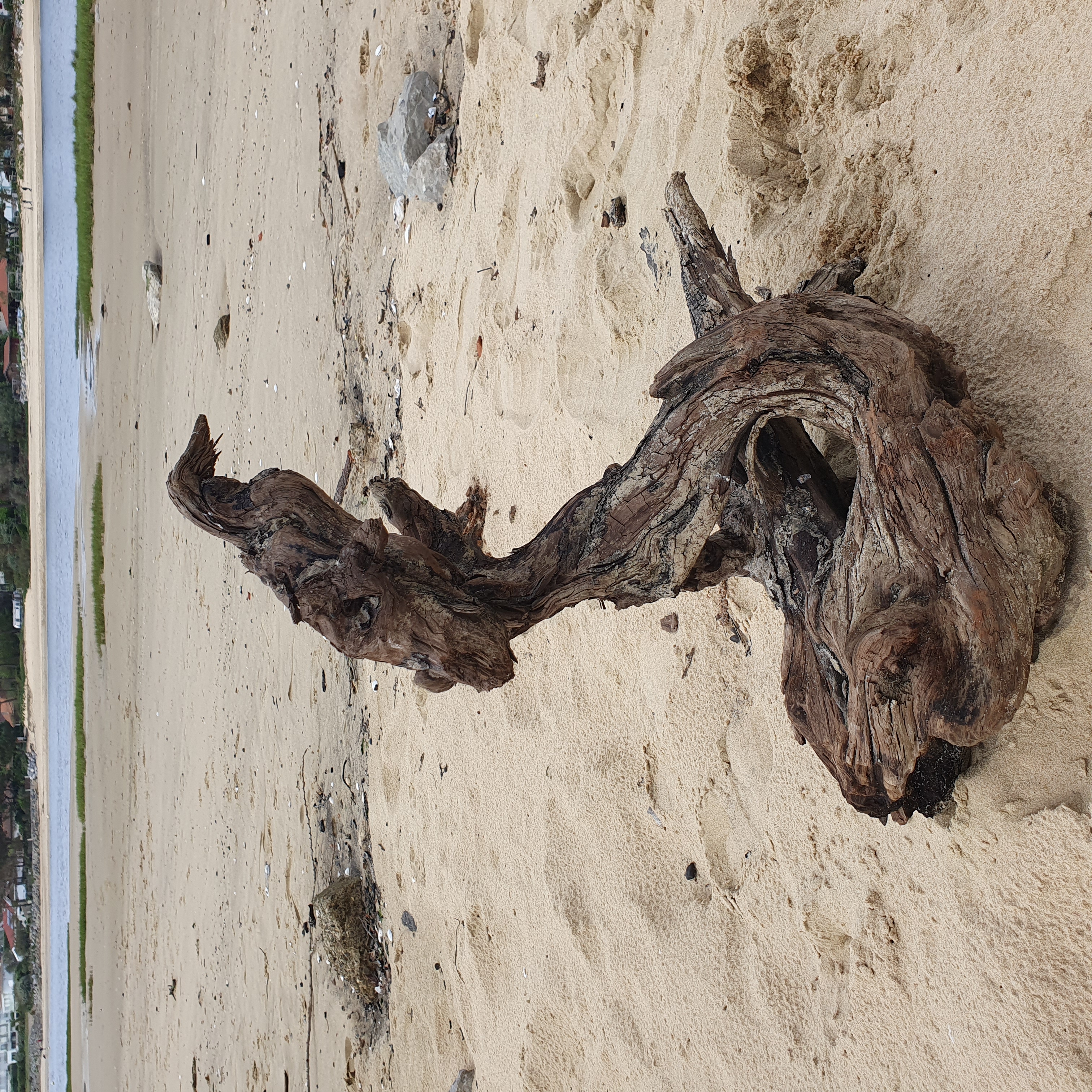 Oiseau perché sur son tronc