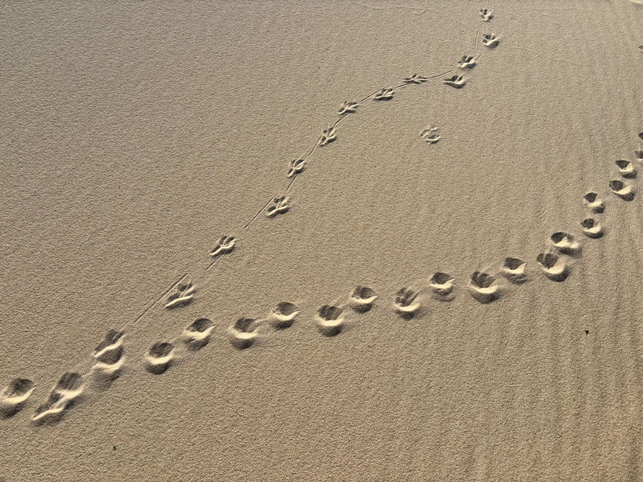 Empreintes éphémères