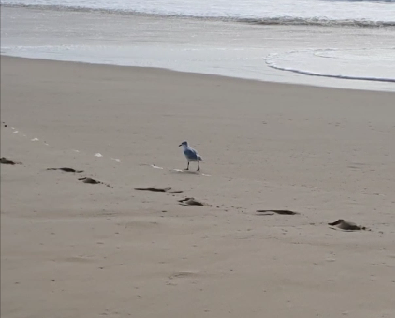 Mouette trempette...