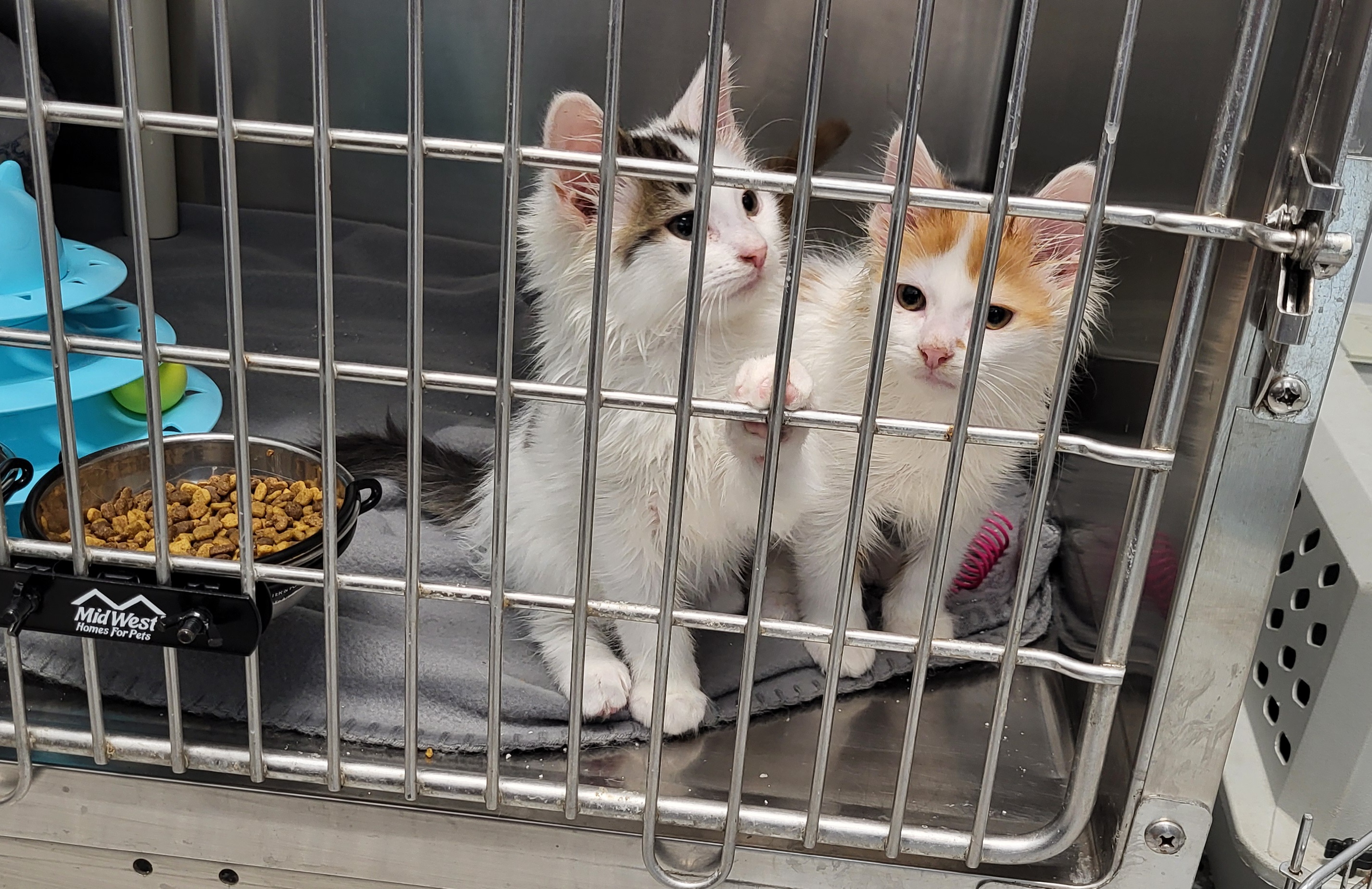 Kittens