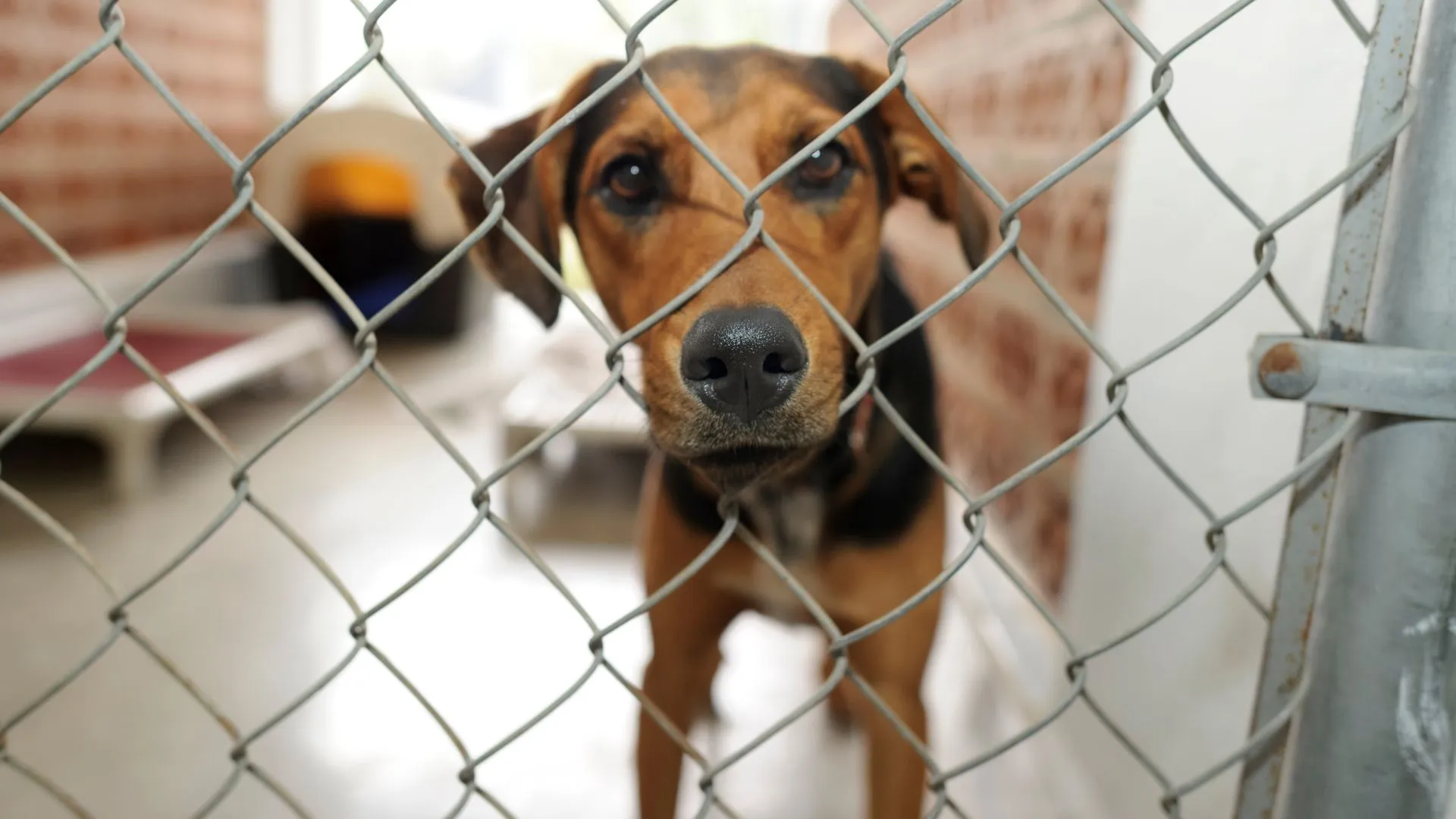 Dog at shelter