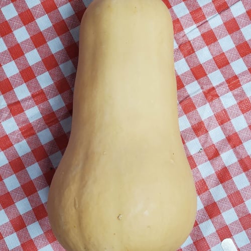 Local Butternut squash