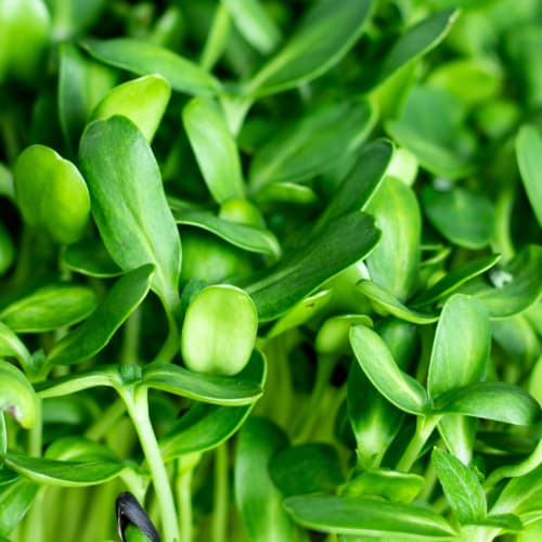 Port Dover Pick Up- Sunflower Microgreens