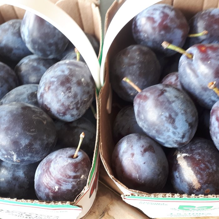 purple plums fresh from niagara