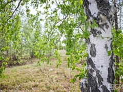 Что можно и нельзя делать 16 июня 2024 года: народные приметы и традиции