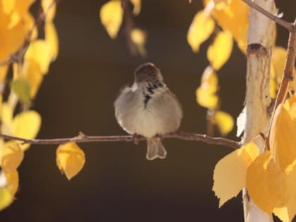 Паразиты осенью и зимой: как защититься от лямблий и других угроз