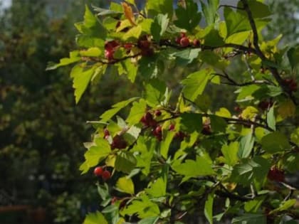 Прогноз погоды в Якутске на 2 июля