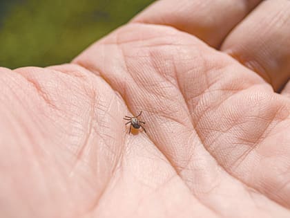 Более двух десятков случаев укусов клещами зарегистрировано в Нерюнгринском районе