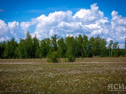 В Чурапчинском лесничестве Якутии прошла обработка леса против сибирского шелкопряда