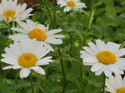 Отдохнем от жары: Ожидается максимально комфортная погода