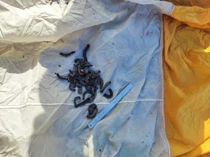 Леса в Чурапчинском районе обработают от шелкопряда