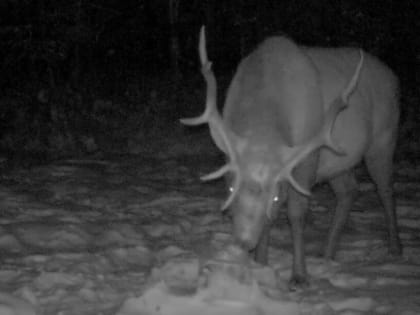 Почетная отставка судьи