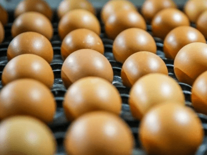 Каждый день Якутская птицефабрика поставляет 325 тысяч яиц