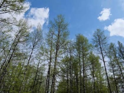 Прогноз погоды в Якутске на 27 июня