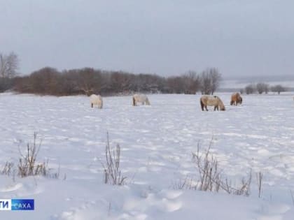 Низкие температуры в Якутске: зима наступила