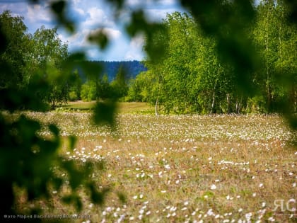 Специалист назвала самые распространённые аллергены в Якутии