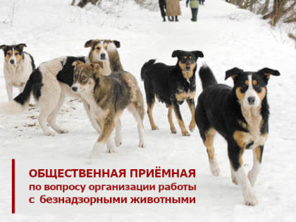 Работу с безнадзорными животными рассмотрят в рамках общественной приемной