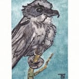 TypicalShrike
