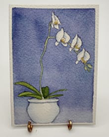 White Orchid