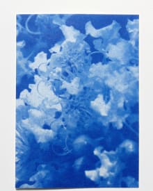 Garden Flowers in Blueprint