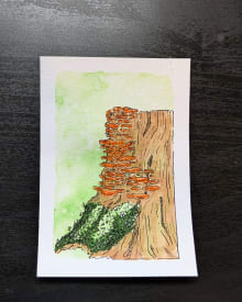 Chicken of the woods on verdant