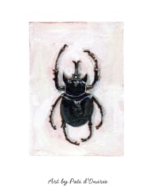 Coléoptère (Guyane)
