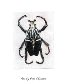 Goliathus