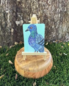 Pigeon