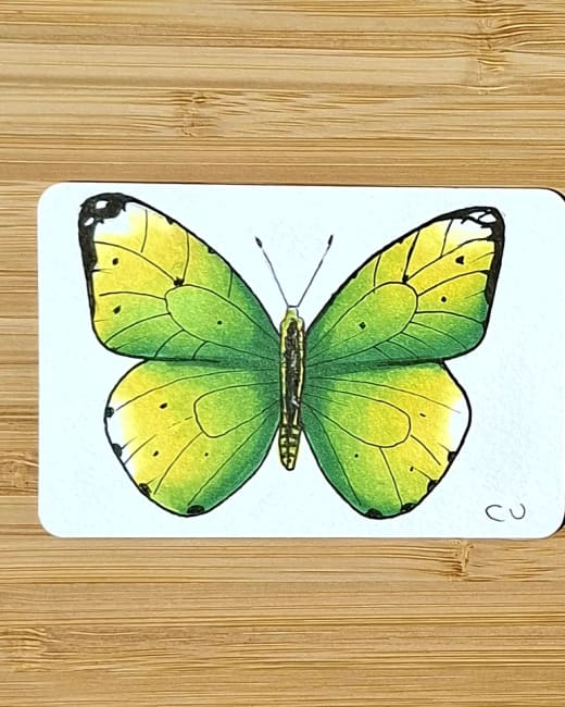 Green Butterfly