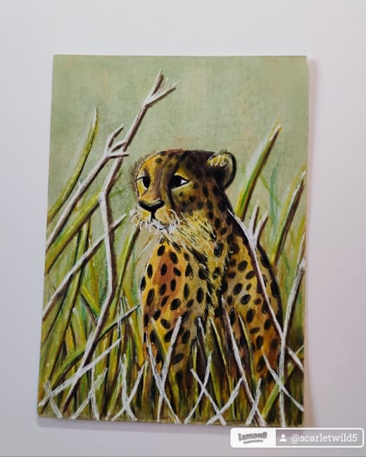 Little Cheetah